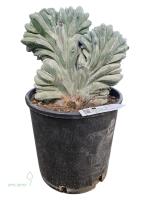 Кактус Myrtillocactus geometrizans 'Cristata' 